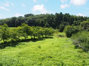 Scenery  around the house