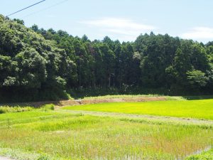 Organic Rice Paddy