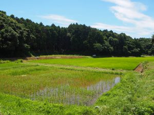 Organic Rice Paddy and Forest