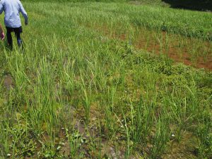 Organic Rice Paddy