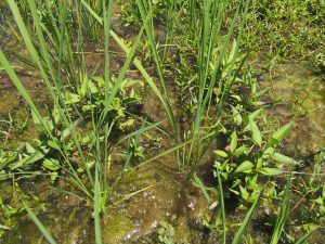 Organic Rice Paddy