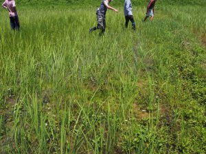 Organic Rice Paddy