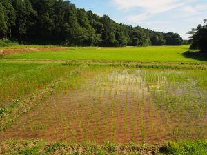 Finished weeding in a rice paddy