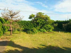 Organic Garden